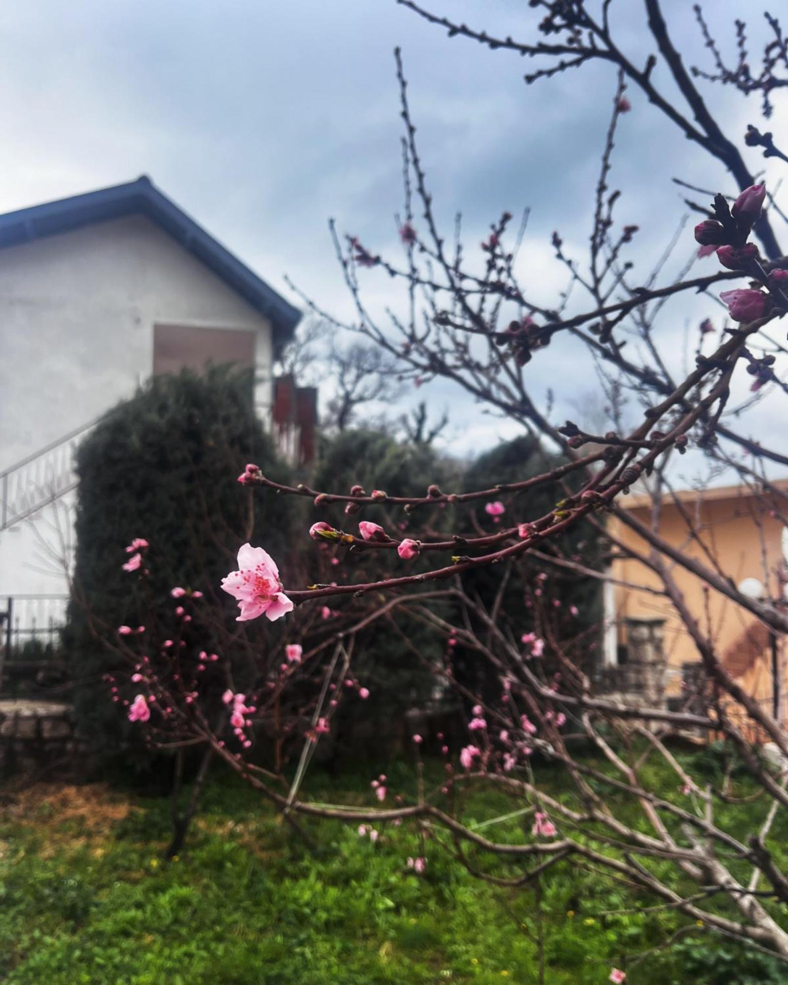Apartments In Villa Viktoria Sutomore Exterior foto